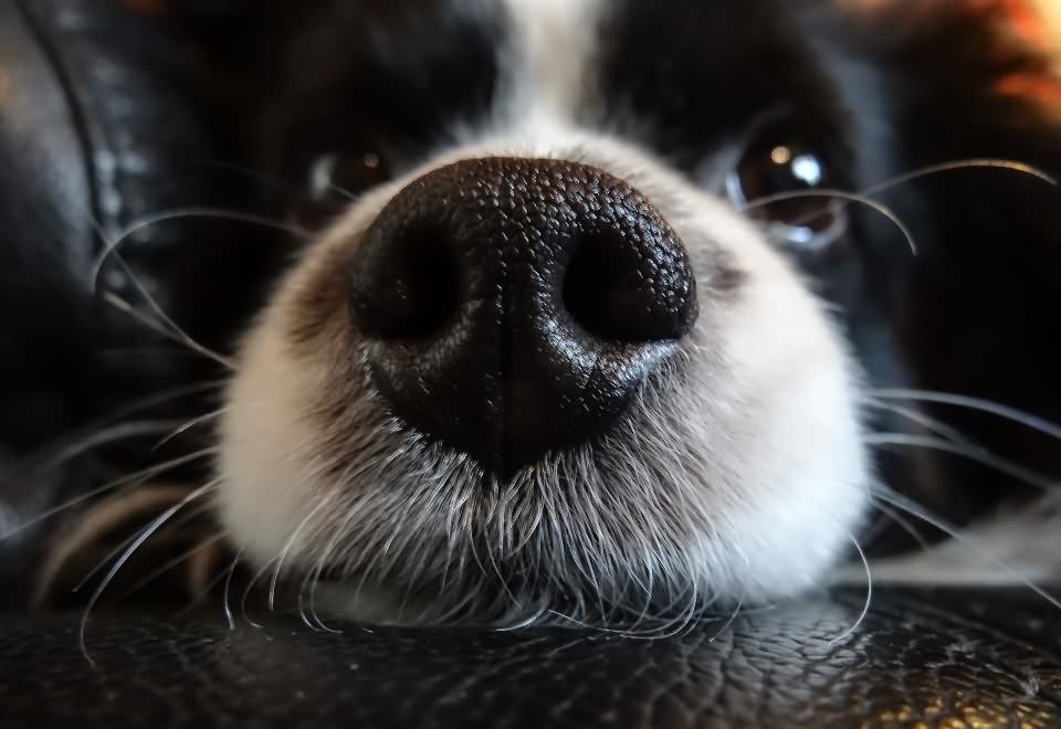 Diese Nase rettet Leben - Der Diabetikerwarnhund ist dein bester Freund und Lebensretter zugleich!